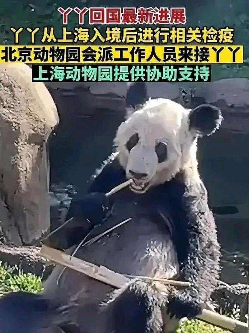 今天澳门晚9点35开特和4旅日大熊猫将回国与旅日20年熊猫将回国 视频
