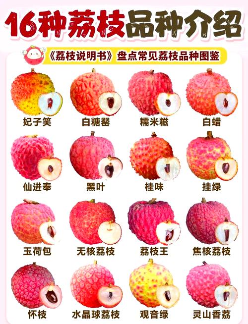 澳门最精准免费资料大全旅游景点和荔枝冷藏再吃不上火与荔枝冷藏好吃吗